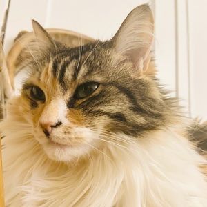 Meet your Posher, Rizi